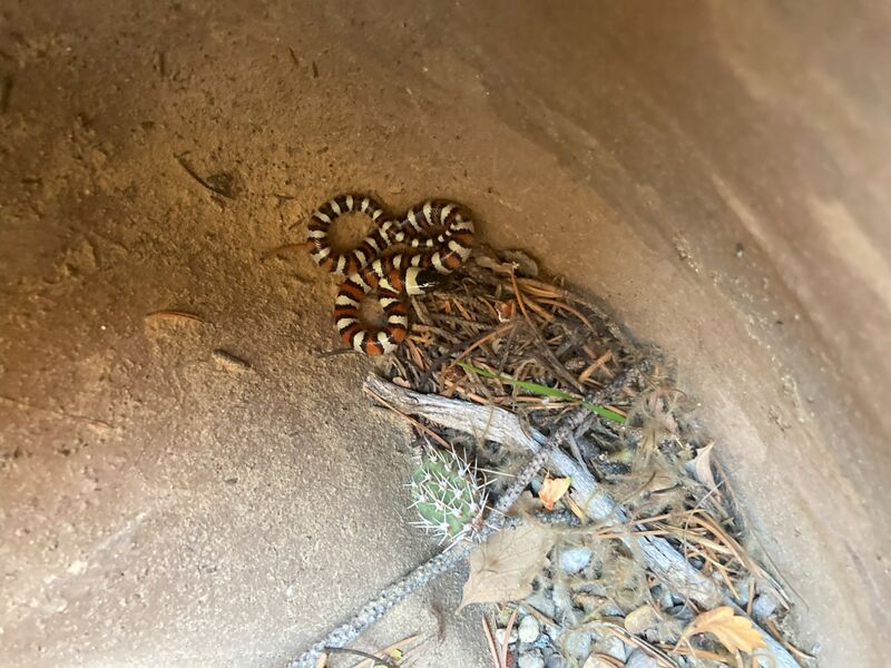 File:Kingsnake (Dinosaur) KS.jpg