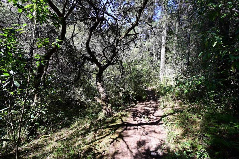 File:Grieta Negra trail.jpg