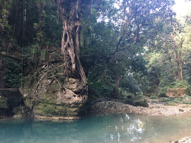 File:Arroyo Blanco Canyon tree.jpg