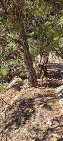 File:Carcass Canyon (Dinosaur) pic01.jpg