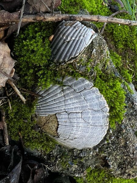 File:Eocene Canyon pic1.jpg