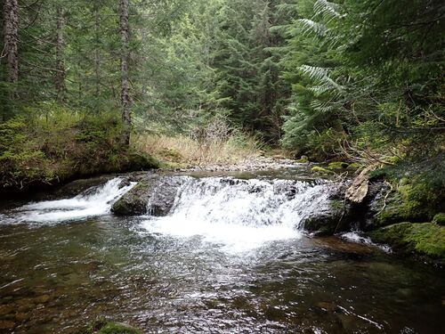 Fossil Creek (Mt. St. Helens)-20250505032948 pic.jpg