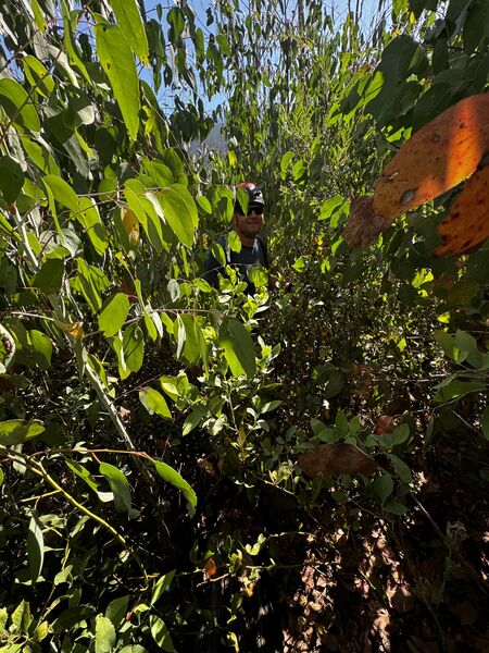File:Sunken Treasure sunken treasure bush bashing.jpg