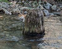 Mineral Creek (Alpine Lakes)-20240708071426 pic.jpg