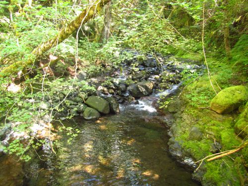 Fulton Creek-20200722052939 pic.jpg