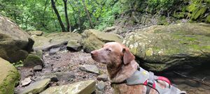 Sleeping on the Trail.jpg