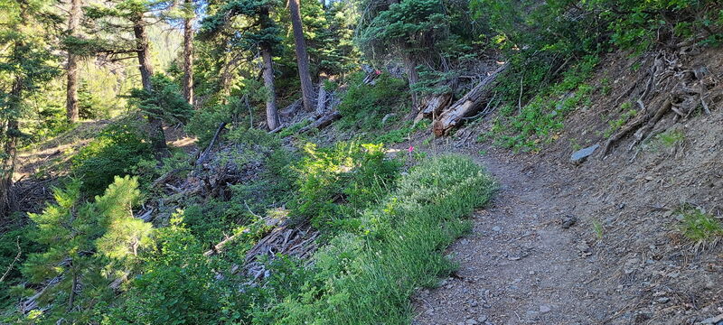File:Lean Creek pic02.jpg