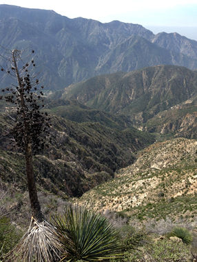 Vogel Canyon (Sangha Branch-Anicca Fork) Banner.jpg