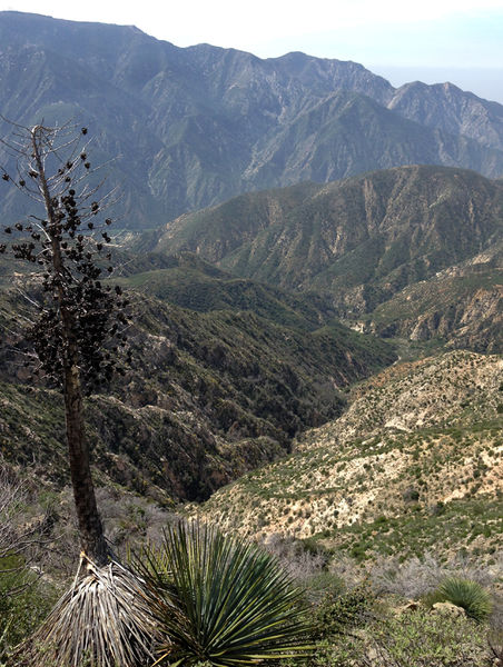 File:Vogel Canyon (Sangha Branch-Anicca Fork) Banner.jpg