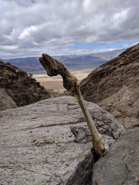 Lambs Hoof Canyon Banner.jpg