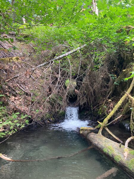 File:Wolf Creek (Olympic Peninsula)-20231116191950 pic.jpg