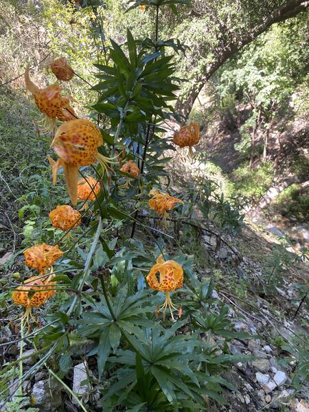 File:El Prieto Canyon name3.jpg