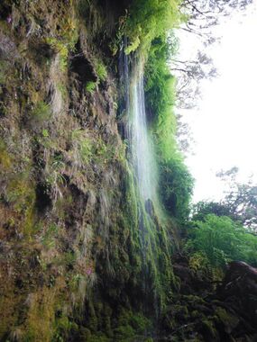 Jungle Rain Banner.jpg