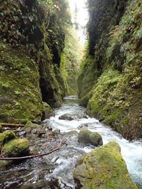 Satsop River Gorge (West Fork) Banner.jpg