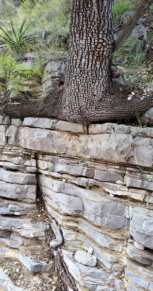 File:Pine Springs (Devil's Hall) pic7.jpg