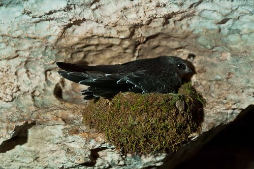 Nestling Black Swift sitting on moss nest at Fulton Resurgence Cave, Colorado