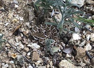 Pine Canyon SG Baby Rattler.jpg