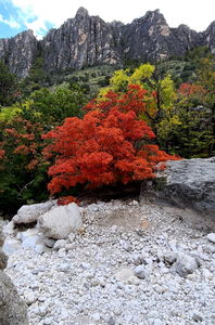 Pine Springs (Devil's Hall) pic5.jpg