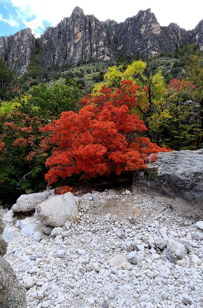 File:Pine Springs (Devil's Hall) pic5.jpg