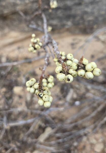 File:Serpent's Canyon pic003.jpg