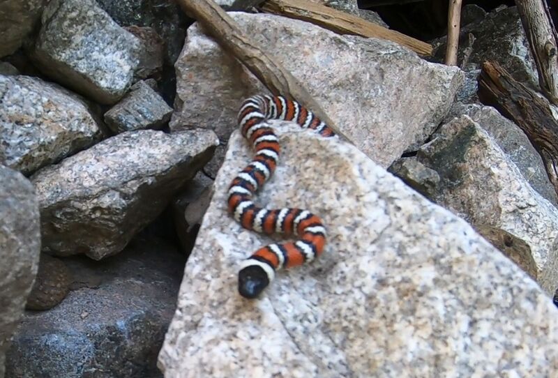 File:KingSnake.jpg