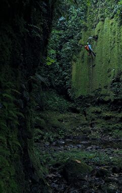 Bonsai Canyon (aka Avatar) Banner.jpg