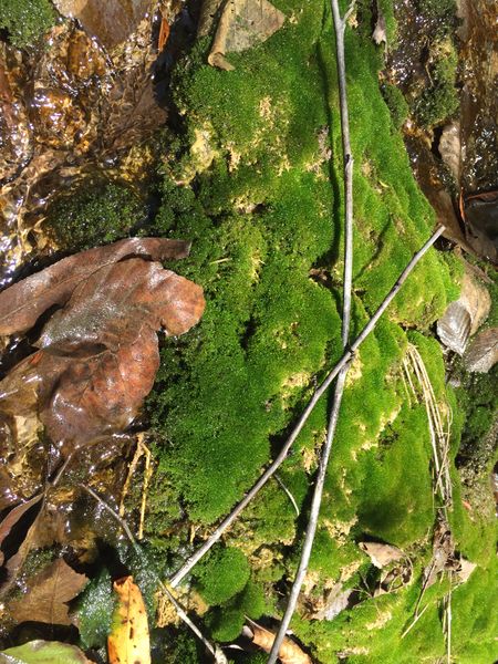 File:Laurel Springs Canyon img8025.jpg