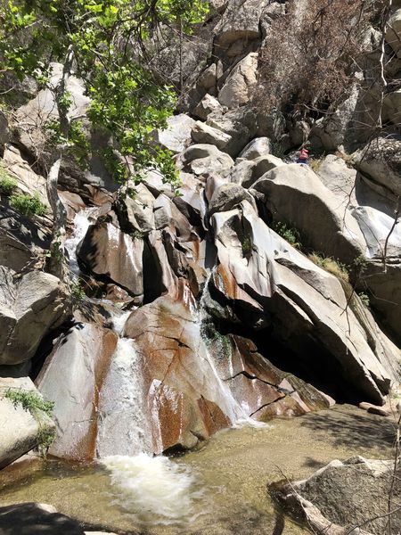 File:Strawberry Creek Straw R6up.jpg