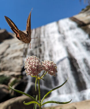 Rock Creek (Sphinx) Banner.jpg