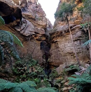 Scuttlebutt Banner.jpg