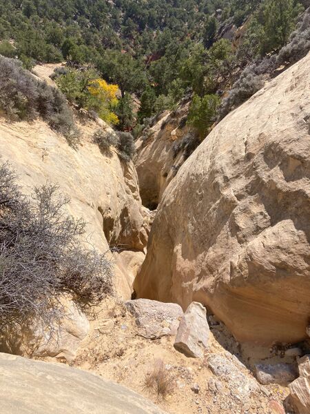 File:Kingsnake (Dinosaur) startnarrows.jpg