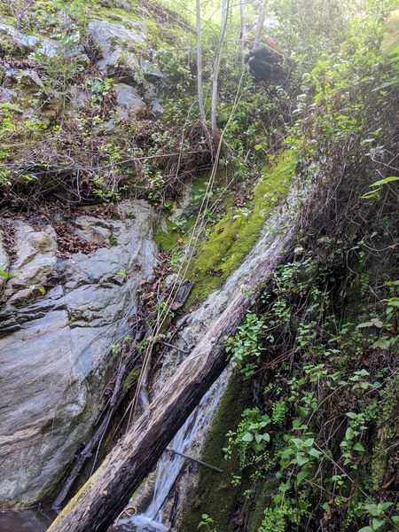 File:Snakeroot Ditch snakeroot r1.jpg