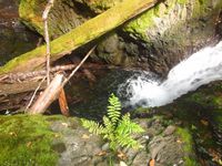 Chickoon Creek-20200822025709 pic.jpg