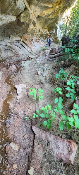 File:Carcass Canyon (Dinosaur) pic17.jpg