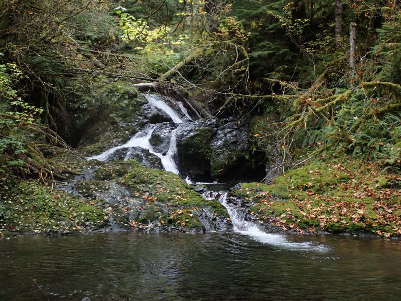 File:Middle Fork Big Creek (Olympic Peninsula)-20201006040406 pic.jpg