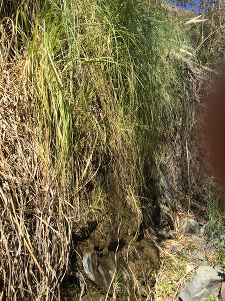 File:Laurel Springs Canyon img8007.jpg