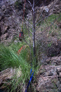 Tree anchor dislodged on R5 of Peppermint Creek pics2.jpg