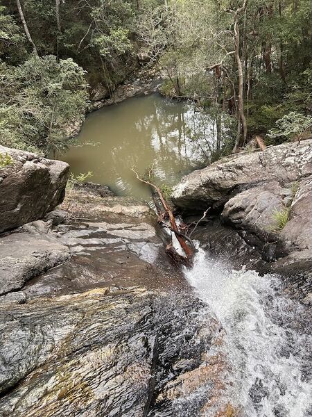 File:Running Creek TreeHazard.jpg