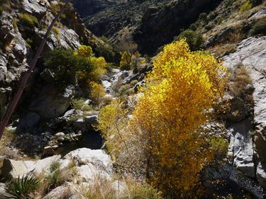 South Canyon (Pinaleno Mountains) Banner.jpg