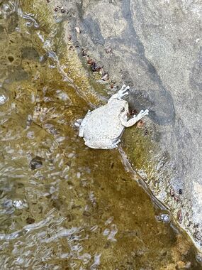 Ghost Frog Canyon Banner.jpg