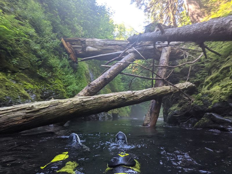 File:Fools Canyon (Olympic Peninsula) blown down trees.jpg