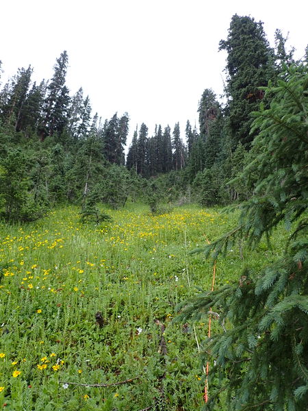 File:Angel Creek (Upper) pic3.jpg