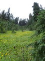 Thumbnail for version as of 19:12, 1 August 2021