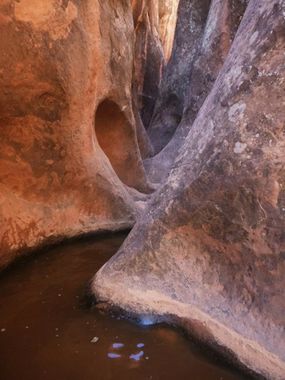 Baboon Laughs Banner.jpg