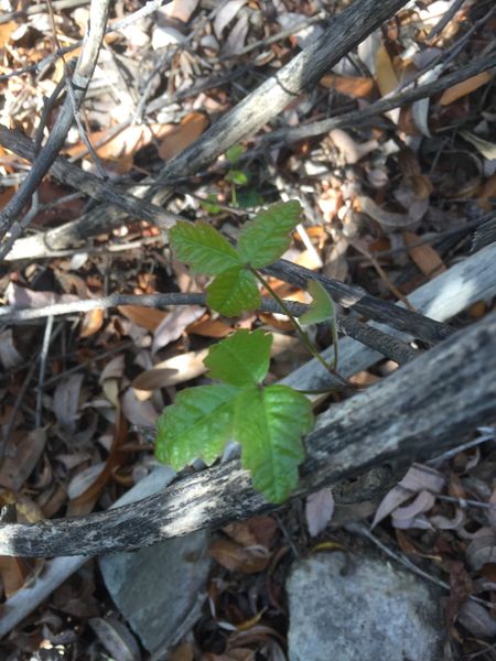 File:Laurel Springs Canyon img7974.jpg