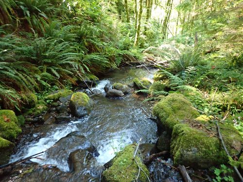 Big Alder Creek-20200721042115 pic.jpg
