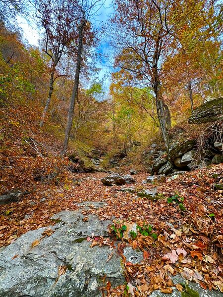 File:Cecil Hollow WhatsApp Image 2024-11-04 at 10.38.17.jpeg