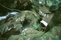 Thumbnail for version as of 05:25, 1 September 2024