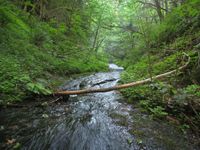 Packsaddle Creek-20200821052925 pic.jpg