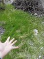Thumbnail for version as of 04:39, 18 February 2020